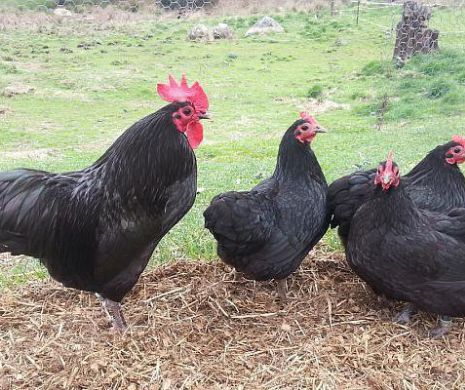 Gaini australorp pareri