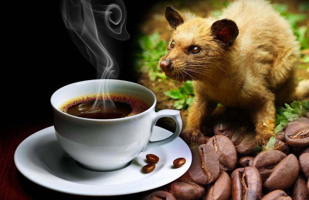 Kopi Luwak, cafeaua de bursuc indonezian