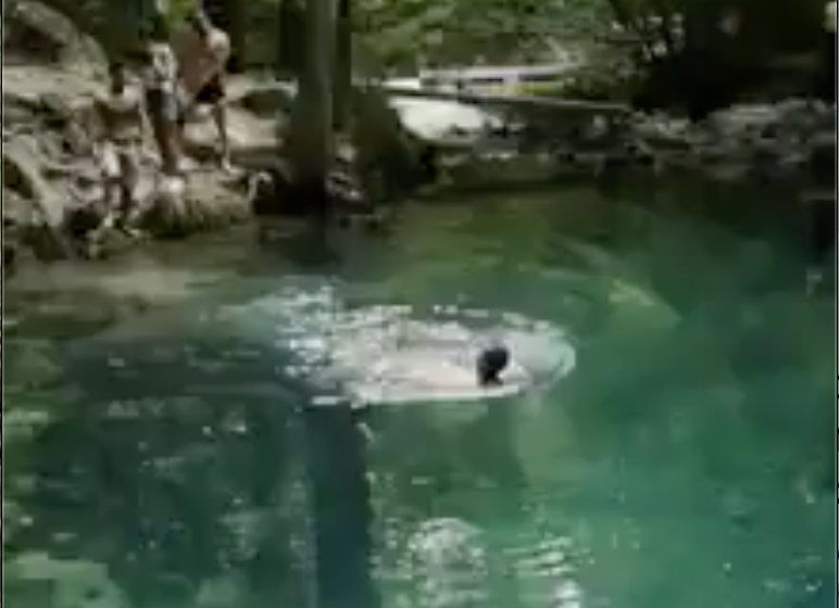 VIDEO Cocalari la scaldă în Ochiul Beiului, arie protejată și rezervație naturală