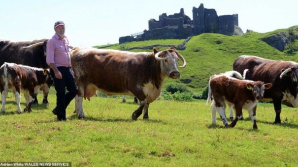 O metodă celebră de înșelătorie telefonică face din nou victime! Escrocii au fost condamnaţi