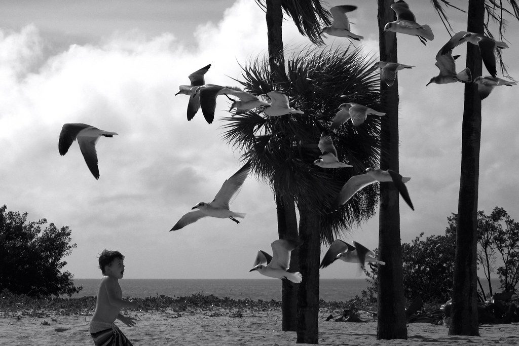 Scene de Hitchcock: Câine furat de păsări! Cum a fost posibil...