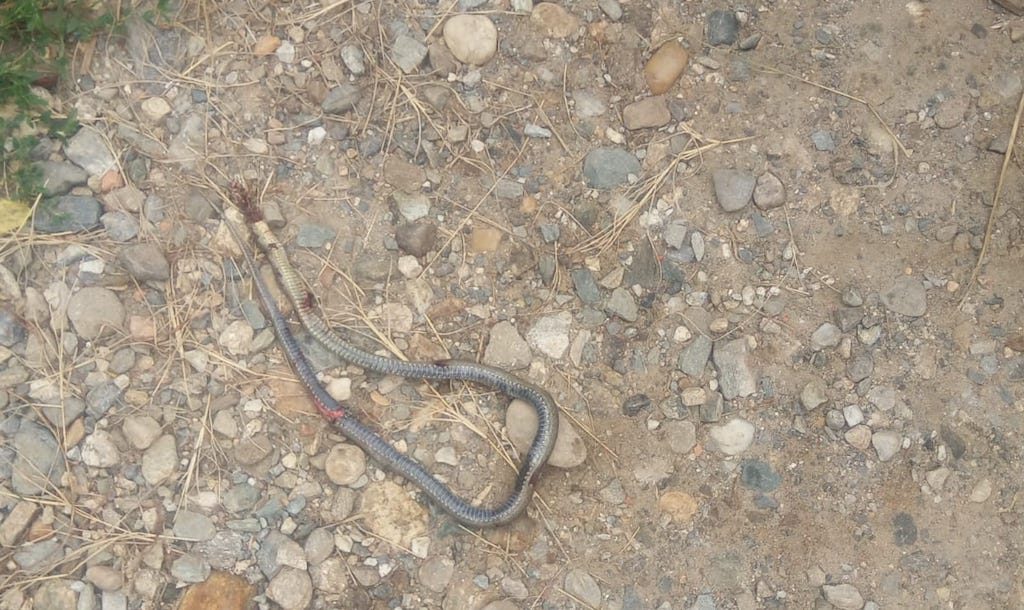 Care pe care: schimb de mușcături între un bărbat și un șarpe