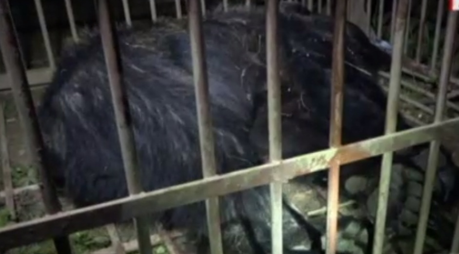 Ursul care a sfidat jandarmii a fost capturat. Animalul sălbatic a terorizat un sat