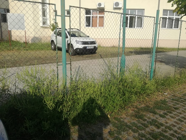 Ambrozie până și în parcarea Agenției pentru Protecția Mediului