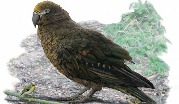 Heracles, papagalul de un metru înălțime și șapte kilograme