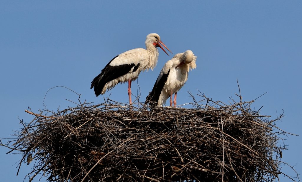 Cum știu păsările migratoare încotro se îndreaptă pentru a supraviețui