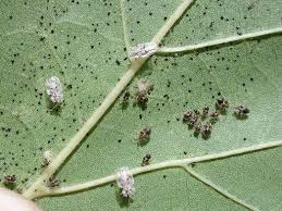 „Tigrii platanului” atacă. Cum contracarăm enervantele pișcături