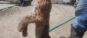 Distracţie macabră cu iz penal. Imagini interzise cardiacilor şi iubitorilor de animale