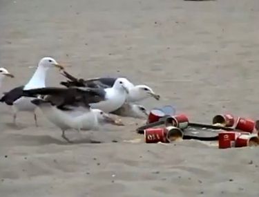 Pescărușii furăcioși pot fi alungați privindu-i insistent