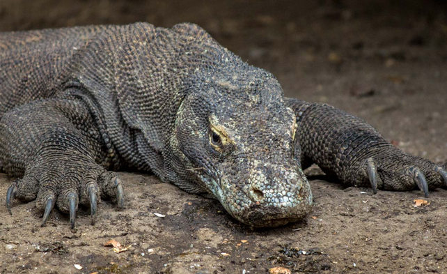 Un cuplu a fost la un pas de moarte. Ce creatură i-a atacat?