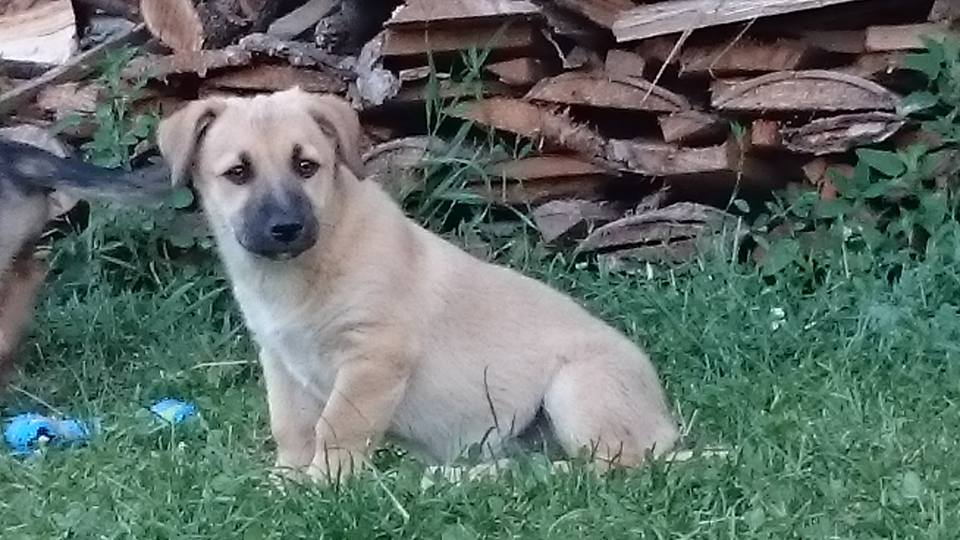 Despre astrologie și rândunele. HOROSCOPUL LUI DOM ‘ PROFESOR