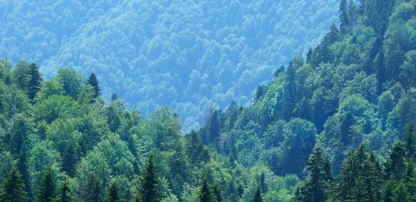 Cifrele mușamalizate despre defrișările ilegale. Contre dure între Alexe și Pană. EXCLUSIV