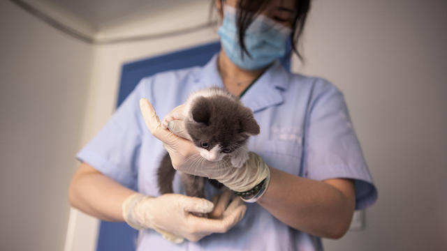 Oamenii de ştiinţă au clonat o pisică. După acest succes se gândesc să cloneze un alt animal