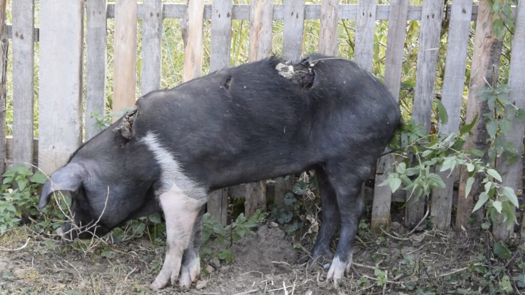 Satul care s-a transformat în cetate, din cauza urșilor