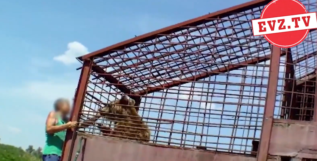 Exclusiv Evz.TV. Comerțul cu sălbăticiuni, ultima fiță. Cât te costă să îți iei un urs