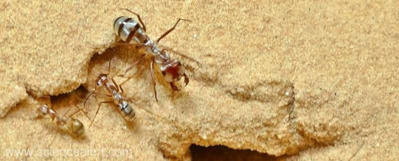 Cea mai rapidă ființă de pe Terra. Aleargă de 108 ori pe secundă propria lungime