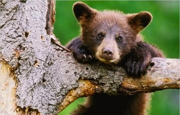 RO-ALERT. Un ursuleț pofticios la mere a speriat un județ întreg