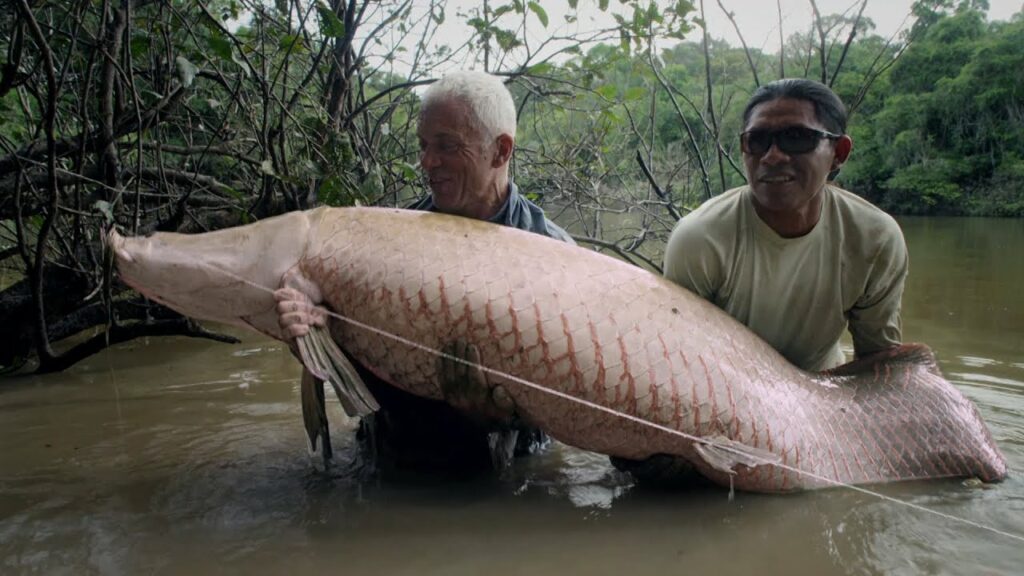 Peștele cu armură sexy din solzi antiglonț, pe care nu-l mănâncă nici Piranha