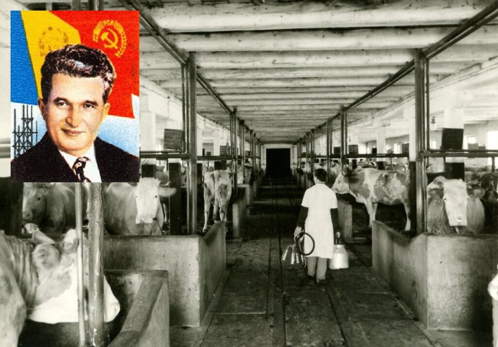 Măgarul scăpat în țarcul cămilelor. Cât adevăr și câtă minciună era în bancurile cu Ceaușescu