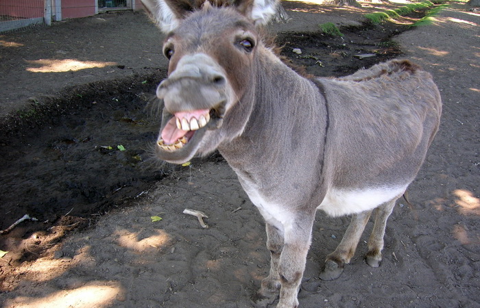 Misiune imposibilă: polițiștii au amendat un oltean, pentru că și-a lăsat măgarii liberi