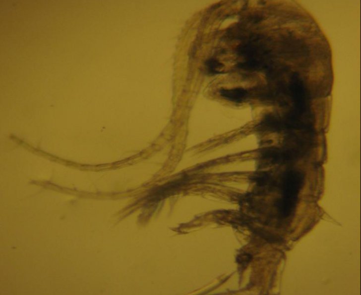 Descoperire epocală în România. Nimeni nu credea că e posibil