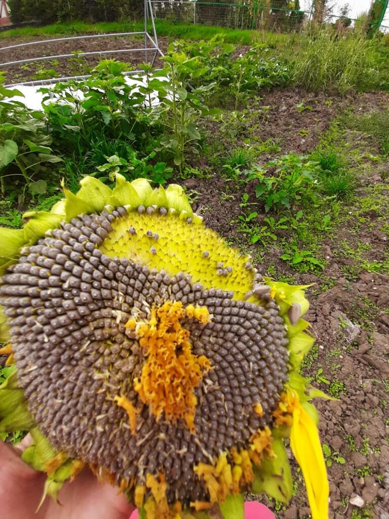 Avertismentul medicilor. Consumatorii semințelor de floarea soarelui, în pericol