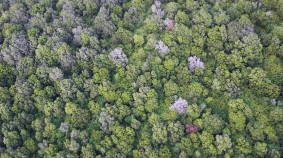Ciuperca fără leac distruge tot. Cercetătorii sunt șocați. „Este cel mai devastator lucru”