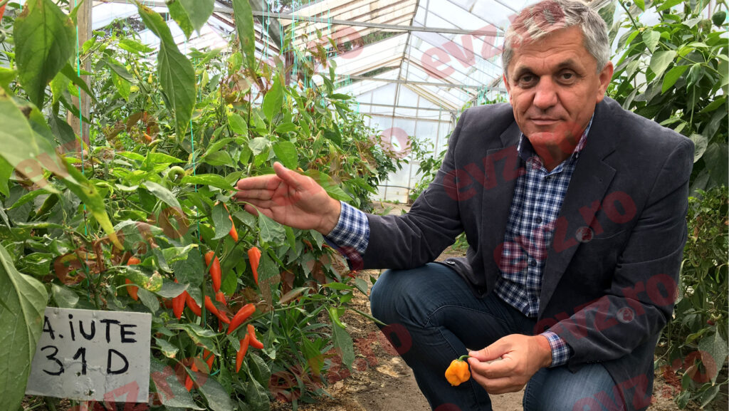 Record la Buzău. Cercetătorii români au creat cel mai iute ardei din lume