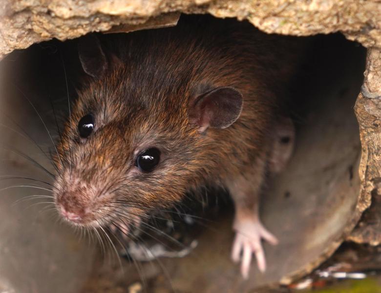 Isterie la cumpărături. Șobolanii sunt la mare căutare după un simplu anunț