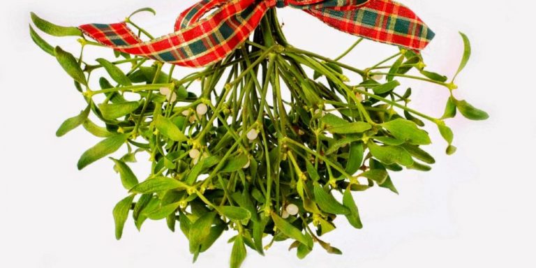 Sărutul de la miezul nopții dintre ani. Ce se întâmplă dacă te săruți sub vâsc