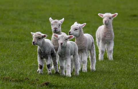 Veste bună pentru români înaintea Paștelui. Cu cât scade prețul mieilor