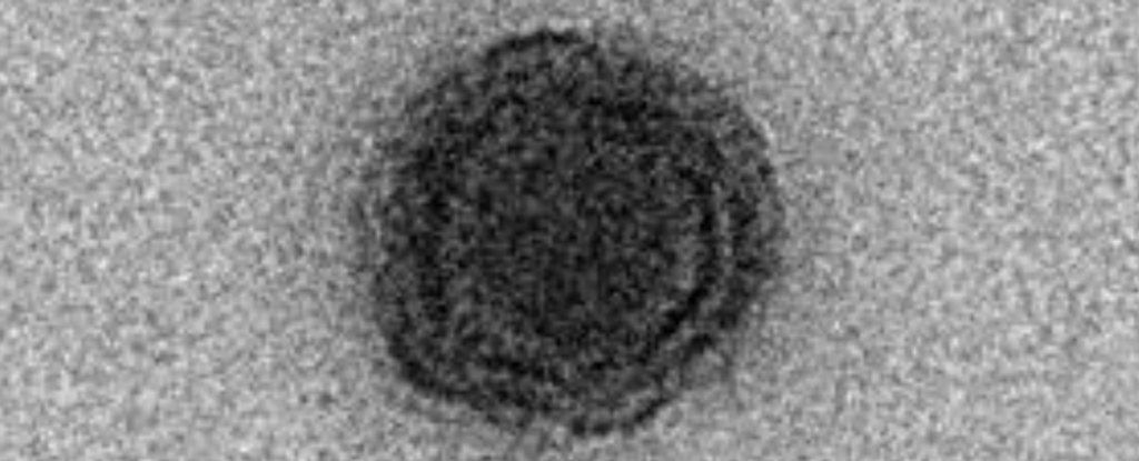 Alertă în lumea științei! Un nou virus misterios a fost descoperit