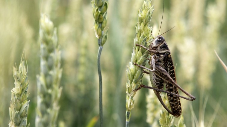 China își trimite armata de rațe în Pakistan. Vor putea opri invazia?