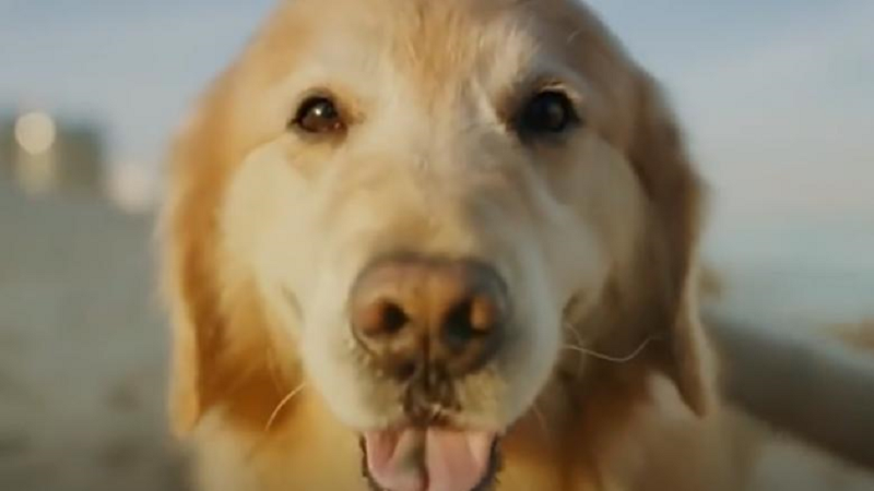 Dragostea pentru câinele său l-a „costat” 6 milioane de dolari