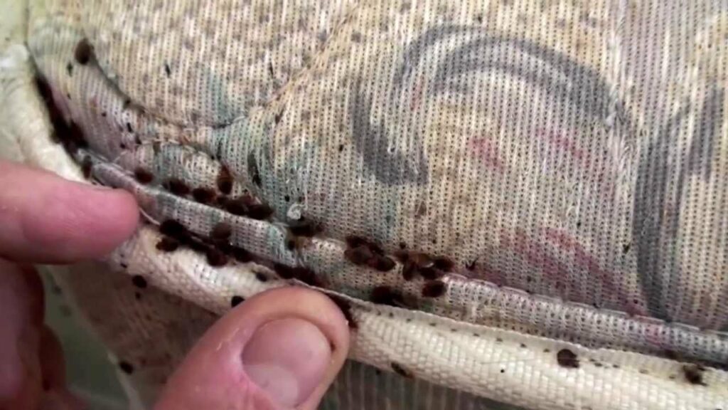 Studentă ajunsă la spital din cauza mușcăturilor de ploșnițe. Unde a fost desoperit focarul