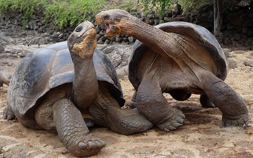 Natura și minunile ei. Top 5 al celor mai longevive animale de pe Terra
