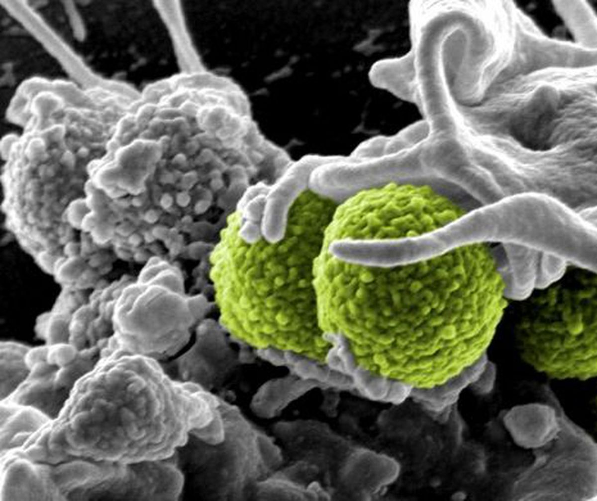 bacterie