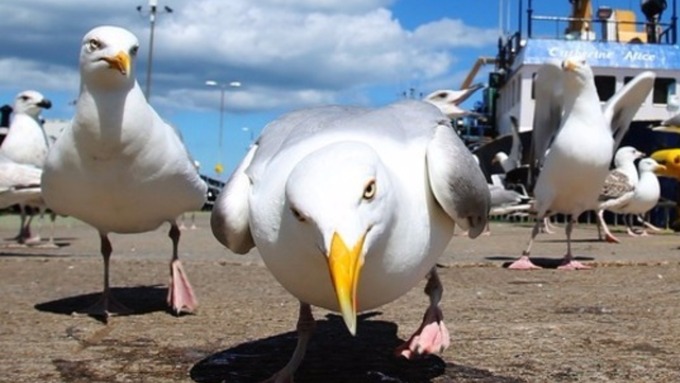 Scene de coșmar pe străzile Spaniei! Horror-ul lui Hitchcock a devenit realitate!