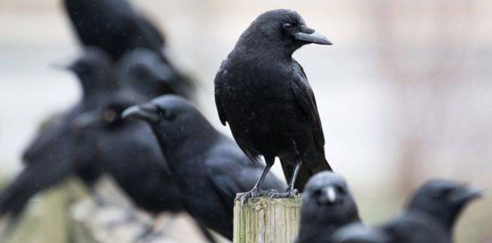 E oficial, ciorile sunt deștepte. Ele pot număra până la patru