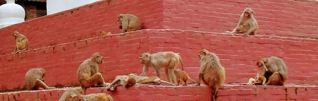 Coronavirusul face victime colaterale în Nepal. Ce se întâmplă cu maimuțele din temple