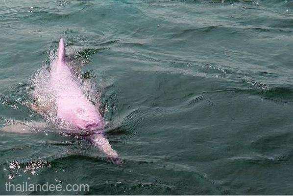 Întâlnire rară. Nu au crezut că li se poate întâmpla una ca asta