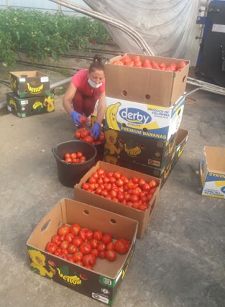 Au apărut primele roșii românești, de primăvară. Prețul îți taie pofta!