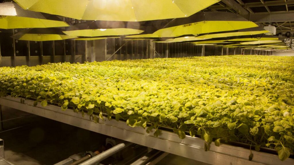 Tutunul NU dăunează sănătății: Vaccin din frunze de tutun contra COVID-19, gata în iunie