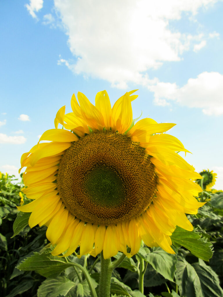 România pierde 2 miliarde de dolari, anual, deși produce în cantități industriale această plantă. Care sunt cauzele