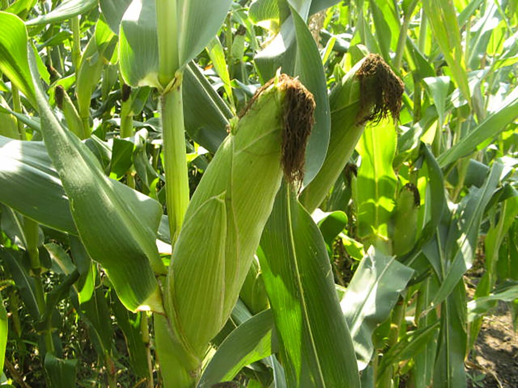 Agricultorii din Republica Moldova, solicitare disperată către Executivul de la Chișinău