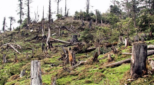 Șefi plantați de partide în pădurile jefuite. Pe ei îi vrea în cătușe ministrul?