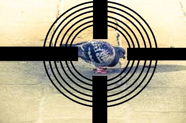 Dai grăunţe porumbeilor? Amendă! Decizia judecătorilor din România e clară