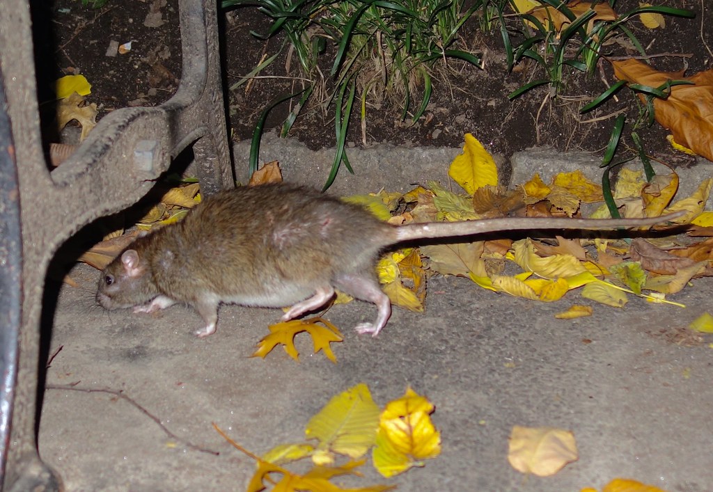 Noul război al șobolanilor! E de necrezut ce se întâmplă tocmai la New York