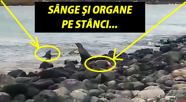 Filmare şocantă! Rechinul i-a sfâşiat jumătate de corp, dar a ieşit din apă