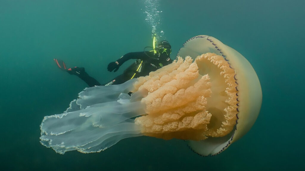 Meduza Nomura, bomba ecologică a omenirii. Singura vietate din lume care nu poate fi omorâtă